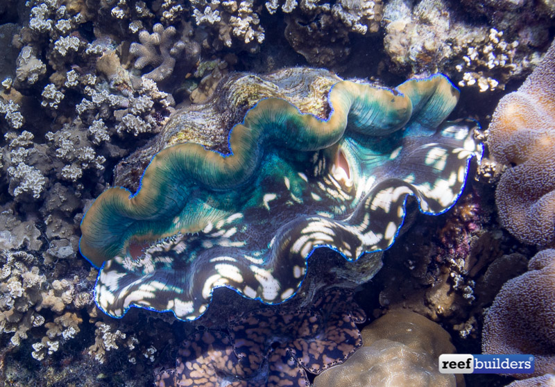 Giant Clam Farm in Palau 