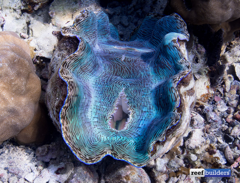 Giant clam farm new arrivals