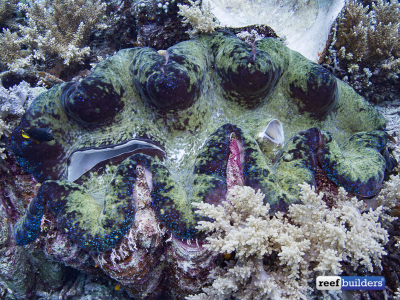 giant clam farm