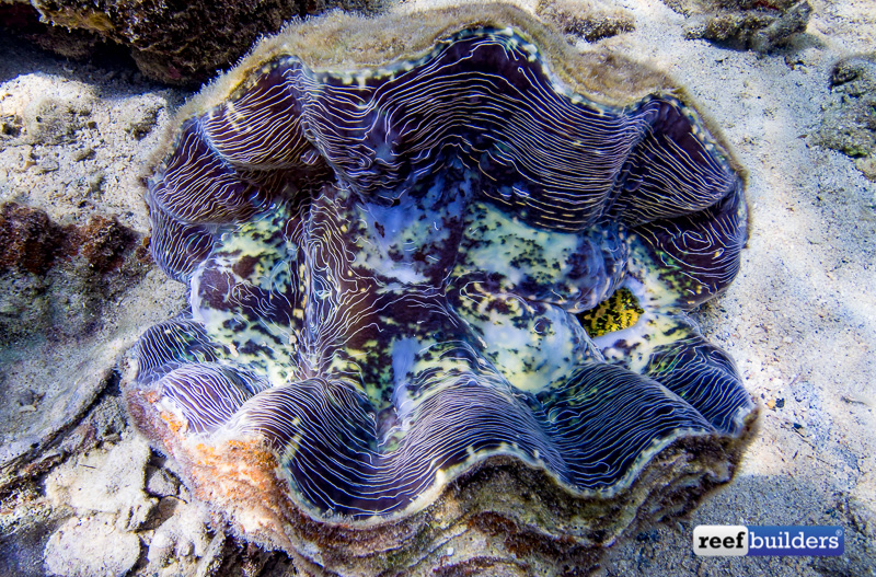 Giant Clams Proposed to be listed under Endangered Species Act