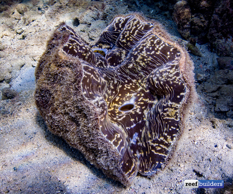 giant clam farm