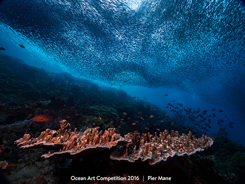 Ocean Art Photo Competition