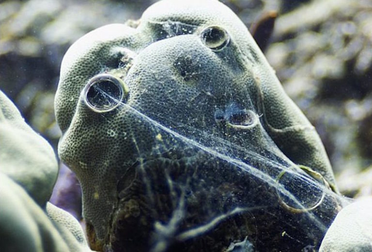 Vermetid ‘Tubeworms’ Are Bad for Aquariums, AND Coral Reefs Reef