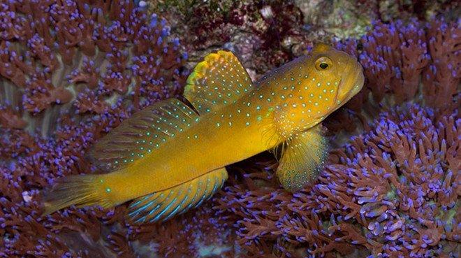Awesome Fish Spotlight The Yellow Watchman Goby Reef Builders The Reef And Saltwater Aquarium Blog