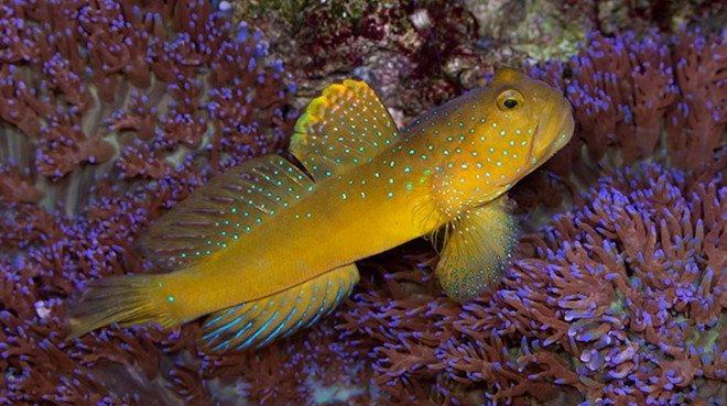 Yellow watchman goby sales care