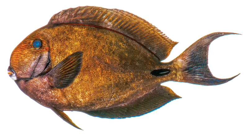 Say Hello to Acanthurus albimento, the White Chin Surgeonfish | Reef ...