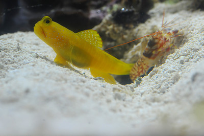 watchmen blue spot goby