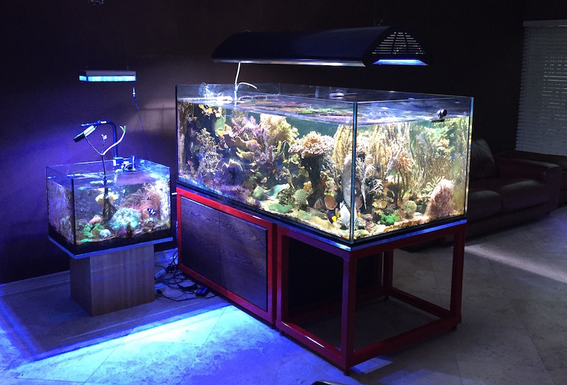 The Modern Reef Aquarium Fish Room, Reef Builders