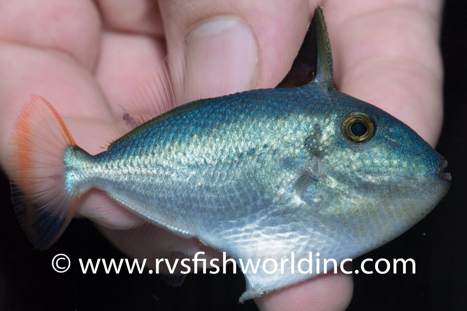First Look At The Huge Juveniles of Goldenback Triggerfish Reef
