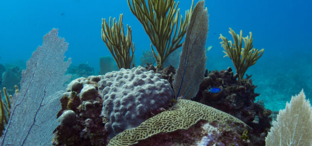 Coral reef