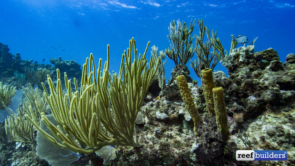 Stock photo of Hard coral (Acropora sp.) growing on a sponge (Porifera) on  coral reef…. Available for sale on