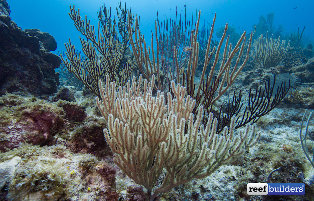 Gorgonian Coral