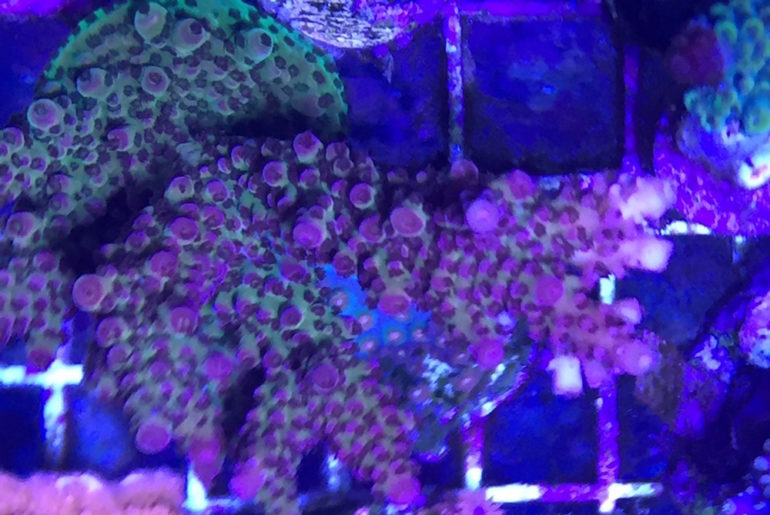 Using Trace Elements In Saltwater Aquariums Reef Builders The Reef and Saltwater Aquarium Blog