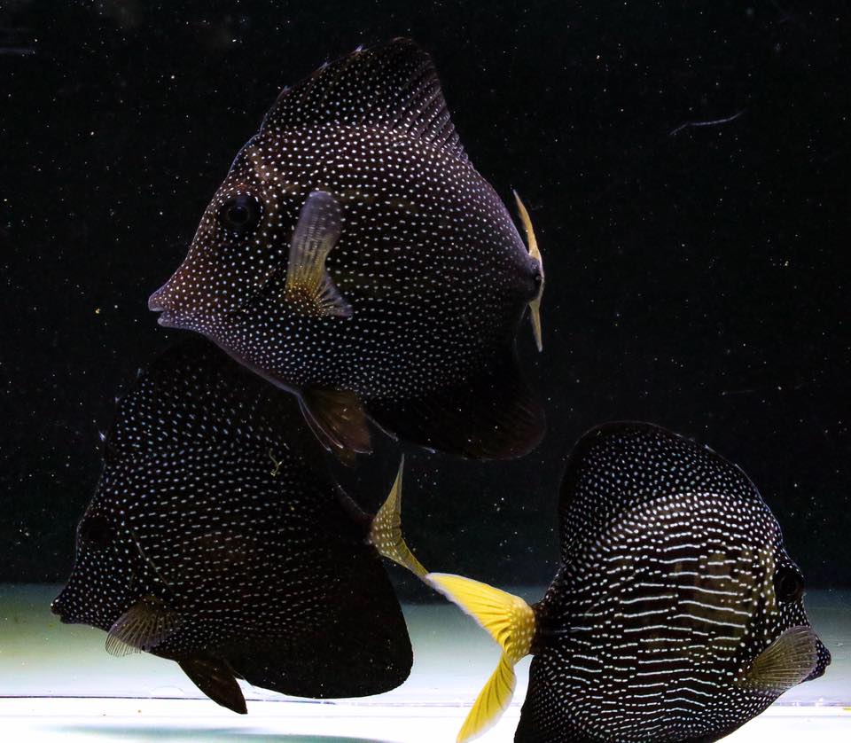 black spot tang