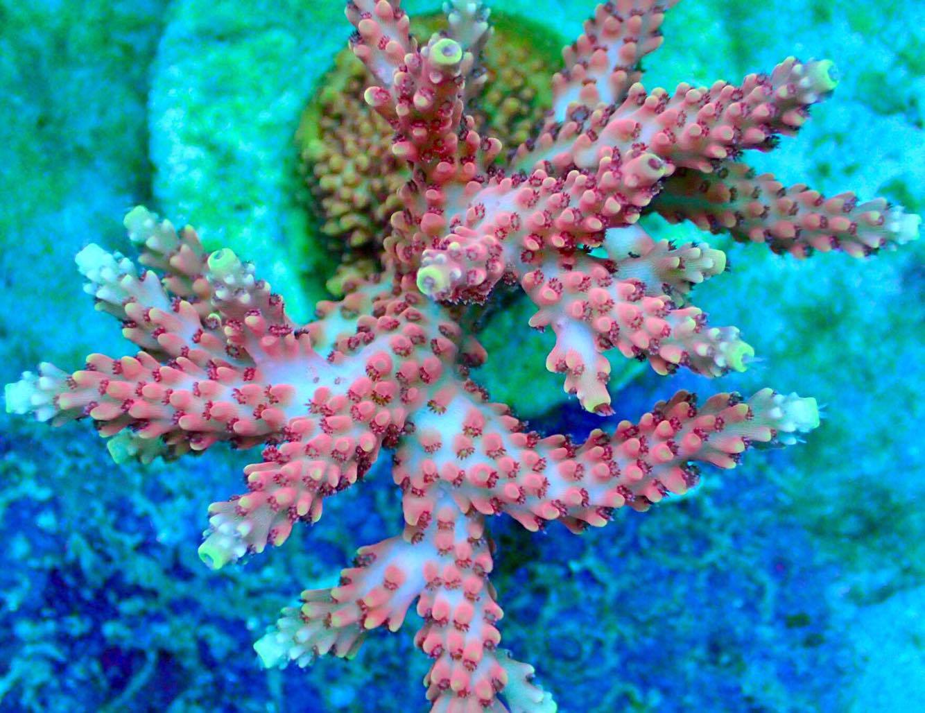 Coral Acropora Color Muda Peq