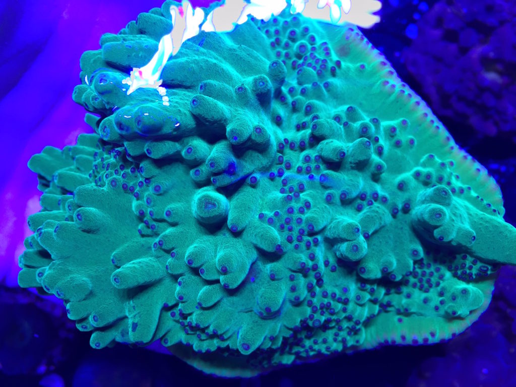 Some Recent Hero Corals Have Weird Inner Glow | Reef Builders | The ...