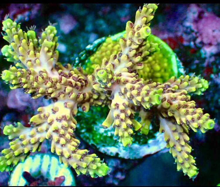 Coral Acropora Color Muda Peq