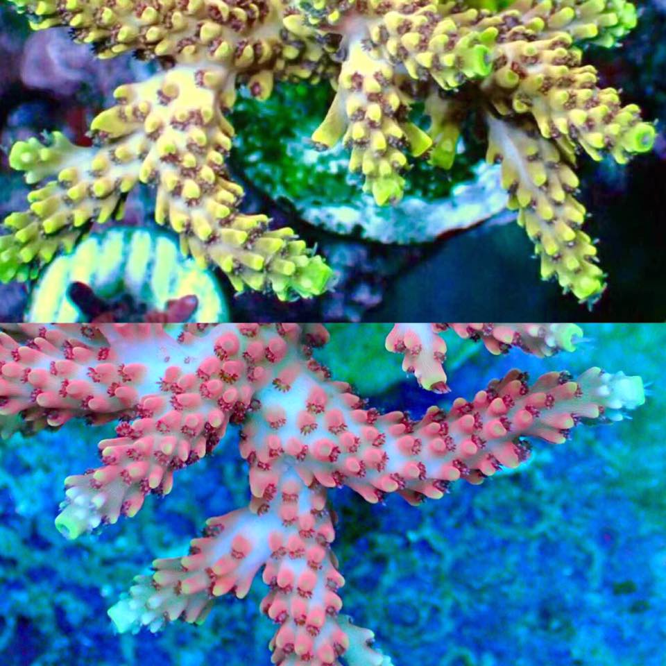 Dramatic Acropora Color Change Sighted At Reef Raft Canada | Reef ...