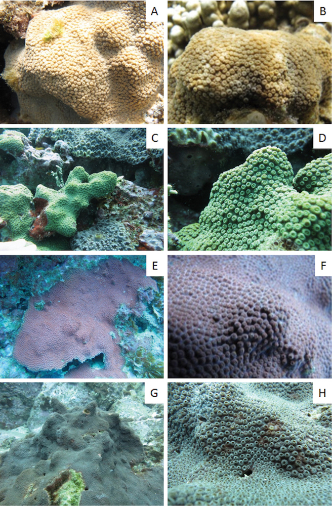 New Species: Cyphastrea salae From Lord Howe Island, Australia | Reef ...