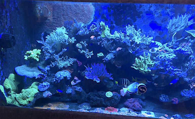 Living The Reef Life Part Two | Reef Builders | The Reef And Saltwater ...