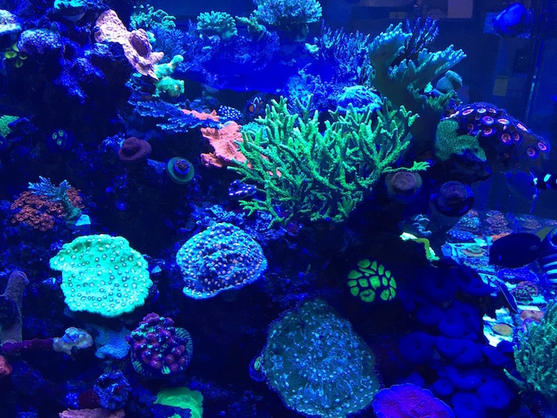 Living the Reef Life Part Two | Reef Builders | The Reef and Saltwater ...