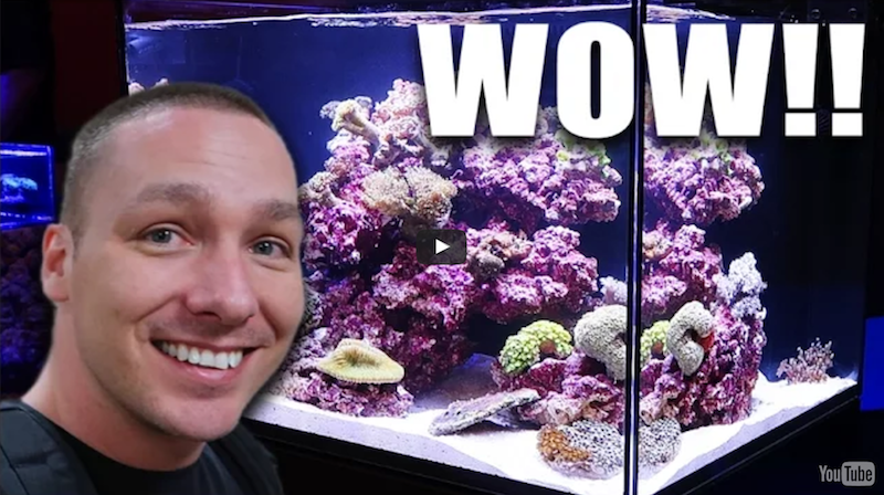 Transport Yourself To Reefstock With The King Of Diy Reef Builders The Reef And Saltwater Aquarium Blog