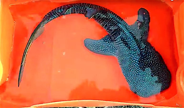 Stunning Baby Whale Shark Rescued And Released In India | Reef Builders