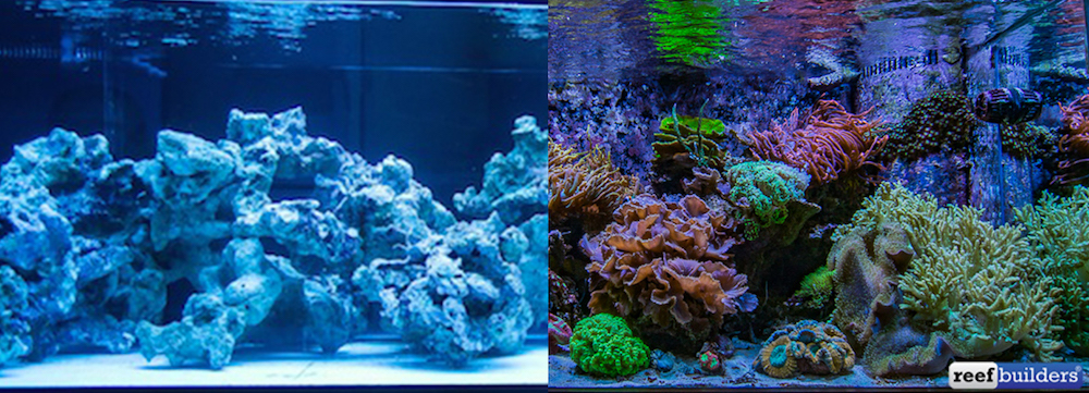 How To Fill Out Your Reef Tank When You’re Just Getting Started | Reef Builders | The Reef and Saltwater Aquarium Blog