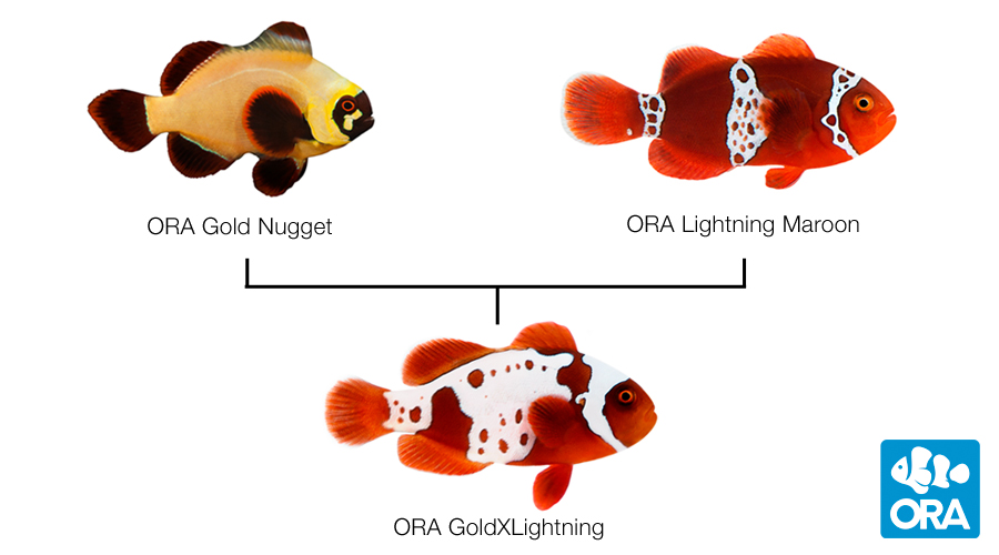 gold nugget clownfish