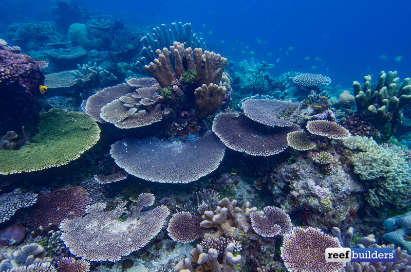 ‘Coral Spotting’ Is The New Trend In Tropical Reef Diving | Reef ...