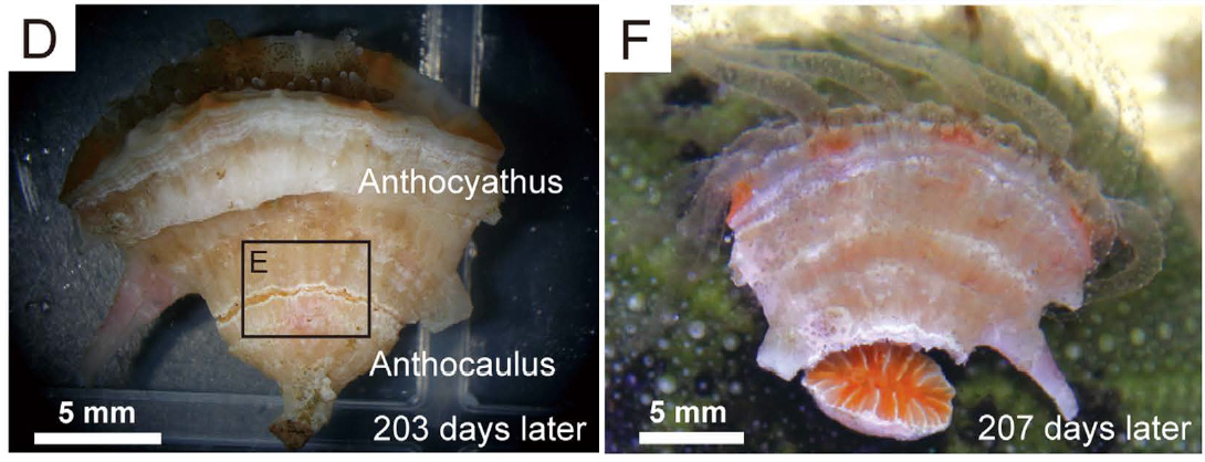 truncatoflabellum-anthocaulus-anthocyath