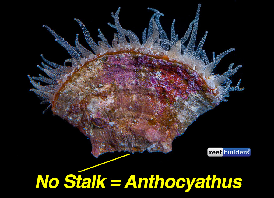 truncatoflabellum-anthocyathus.jpg