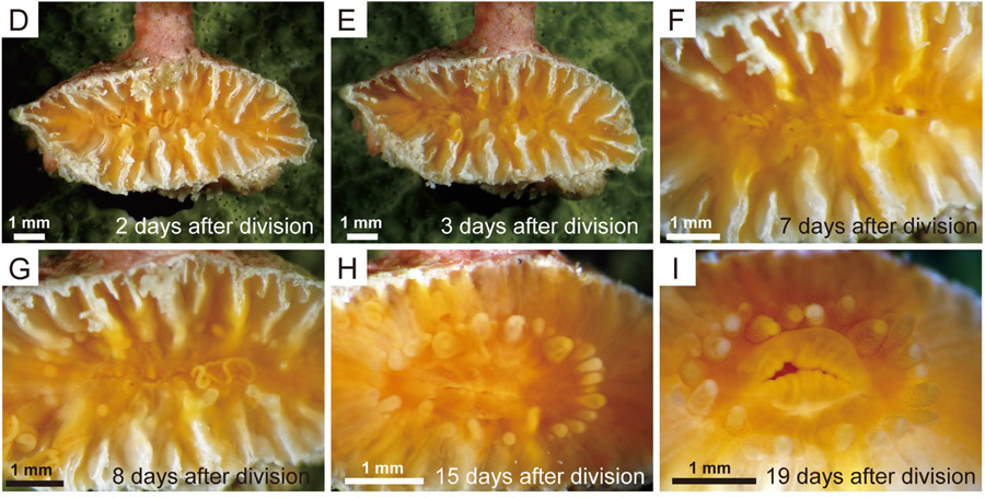 truncatoflabellum-regeneration.jpg