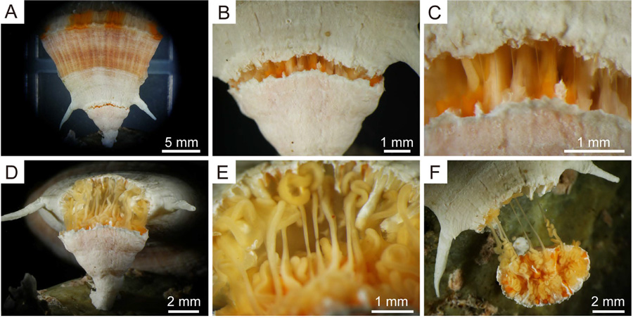 truncatoflabellum-splitting-sequence.jpg