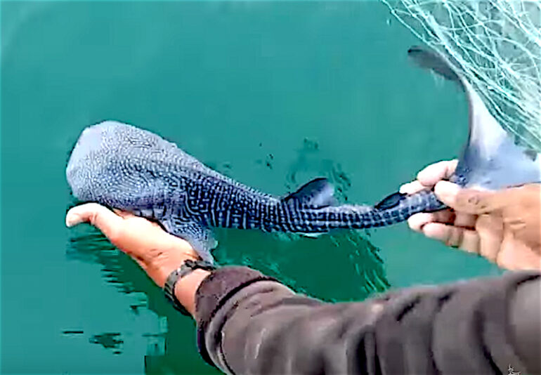 Stunning Baby Whale Shark Rescued And Released In India | Reef Builders |  The Reef and Saltwater Aquarium Blog