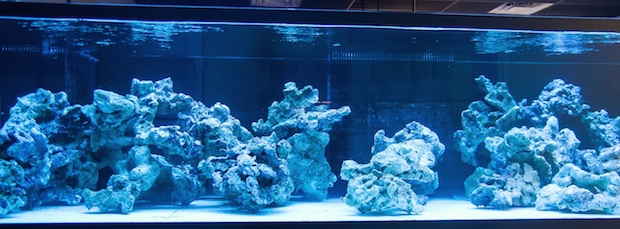 marine aquarium free upgrade