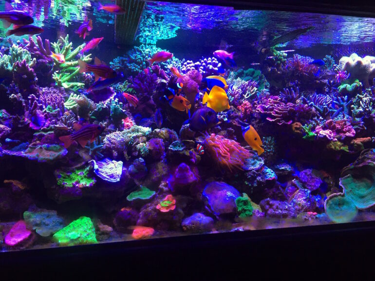 Everything You Need to Build Your Own '80s Aquarium