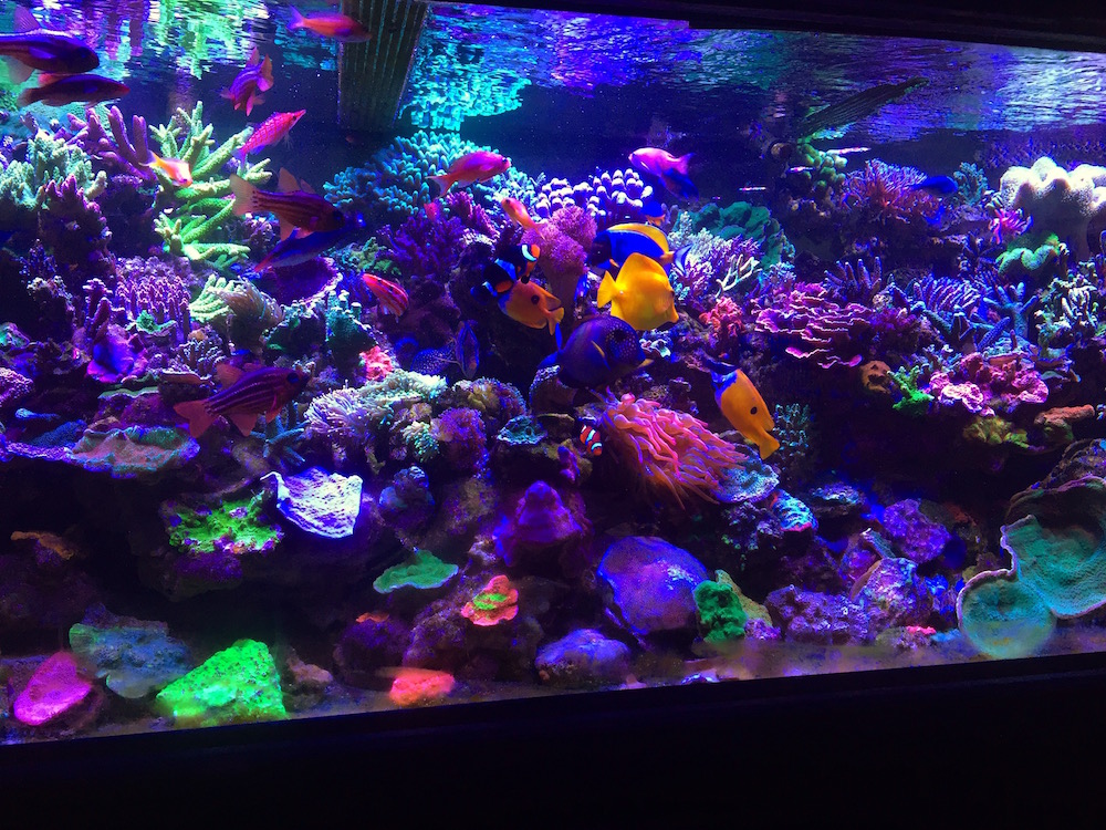 Acryl Aquarium Vorteile