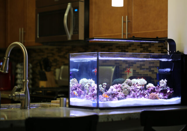 14 Gallon Peninsula AIO Nuvo Fusion Pro 2 Aquarium