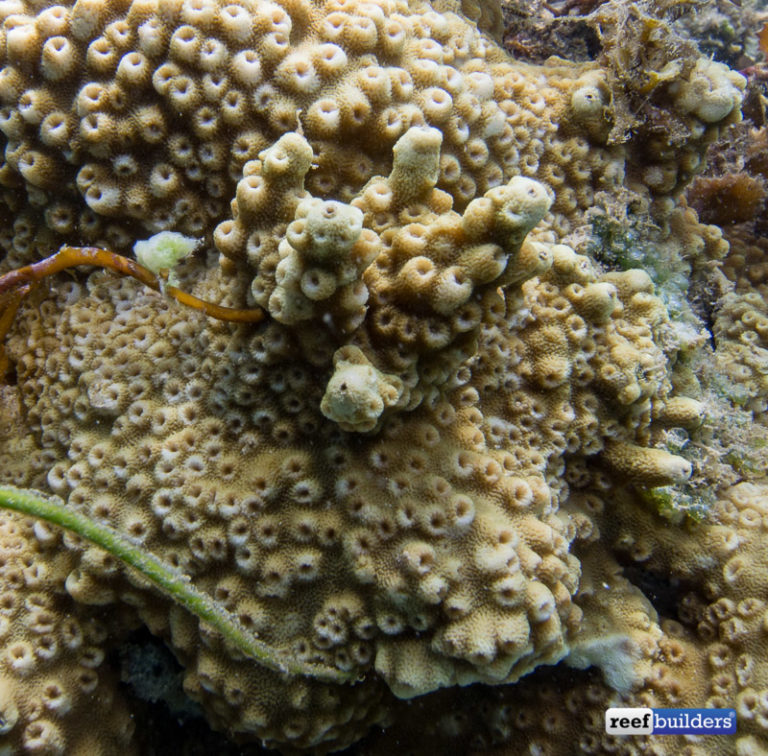 Astreopora moretonensis Can Develop Some Radical Branches! | Reef ...