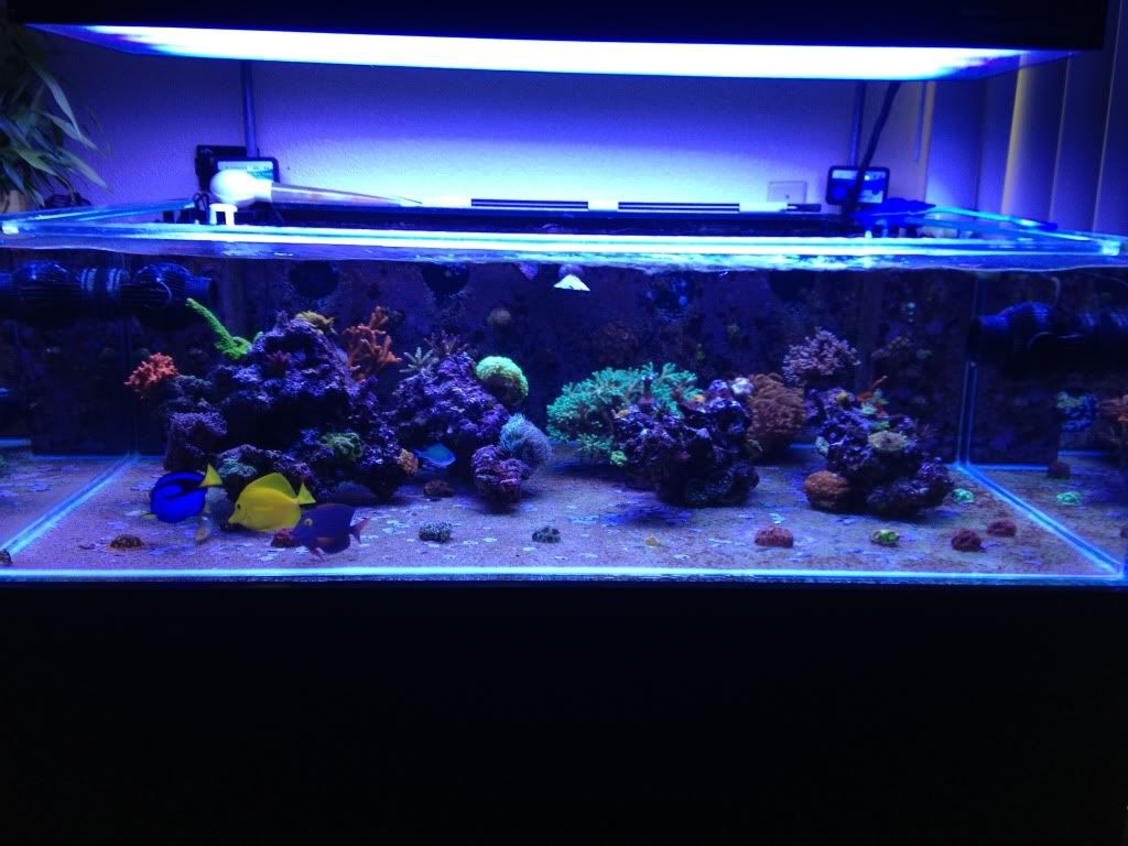 Marine aquarium clearance sand