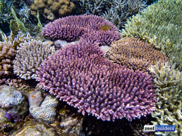 Acropora millepora: Everything You Ever Wanted To Know About This Coral ...