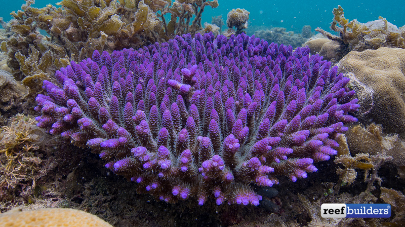 Acropora millepora