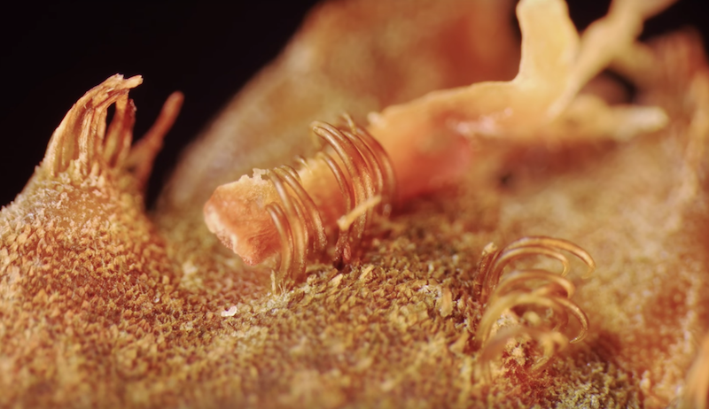 Decorator Crabs Are The Masters of Camouflage!, Reef Builders