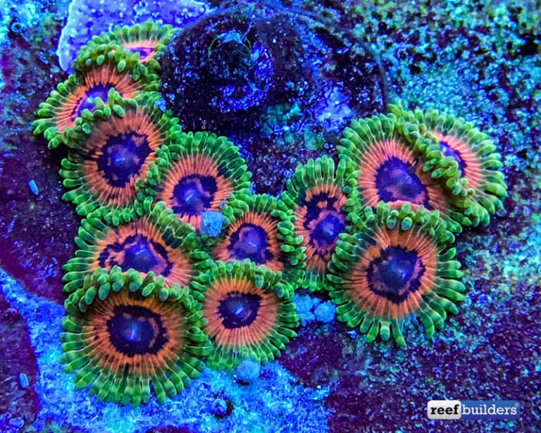 Minimix Of Aquatic Art’s Zoanthid Collection! | Reef Builders | The ...