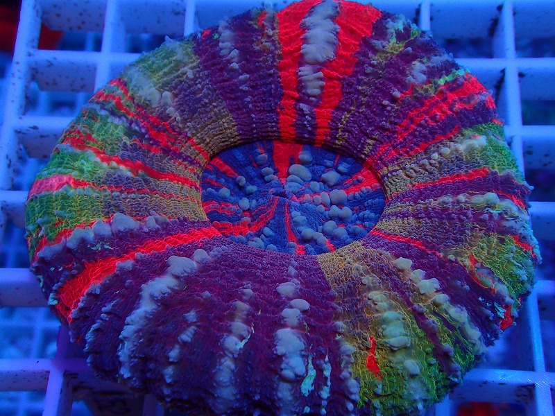 Shirley Temple アクアリウム Shirley Temple アクアリウム