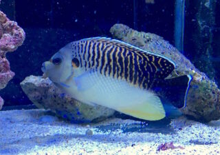 Tag: tiger angelfish | Reef Builders | The Reef and Saltwater Aquarium Blog