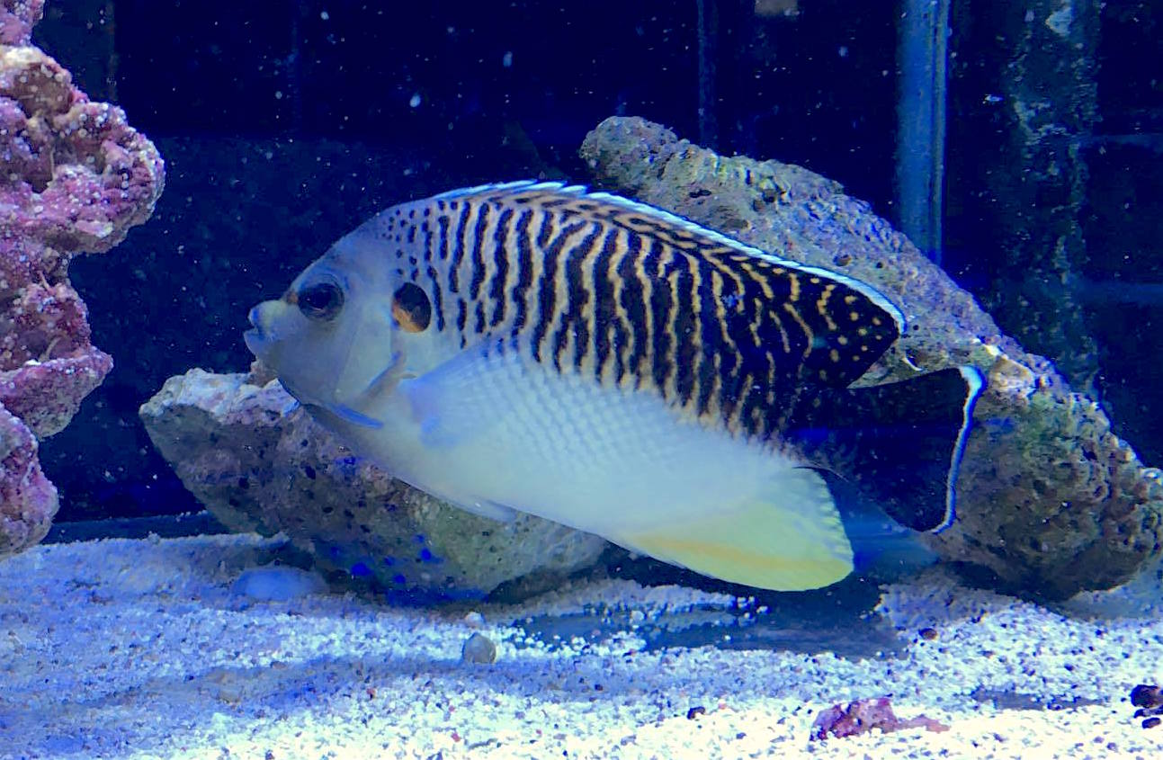 Super Rare £12k angelfish comes to Burscough Aquatics | Reef Builders ...