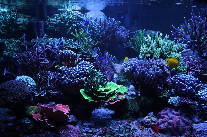 It’s Always Something When You Have a Reef Tank | Reef Builders | The ...