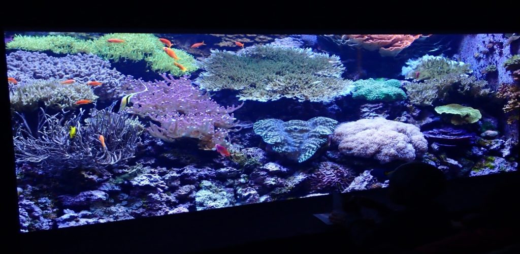 A Voyage Through The Pacific - The Seattle Aquarium | Reef Builders ...